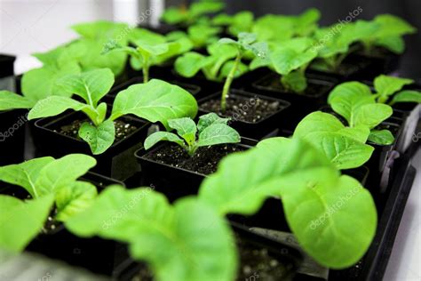 Tobacco plant — Stock Photo © kovalvs #1199261