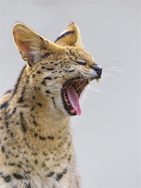 サーバルキャット Small Wild Cats, Big Cats, Black Footed Cat, Serval Cats, Sand ...