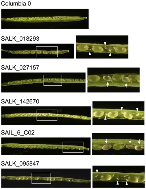 Arabidopsis mutants showing defects in seed set or seed... | Download Scientific Diagram