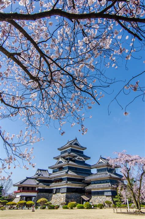 Cherry Blossoms in Matsumoto – Les Taylor Photography