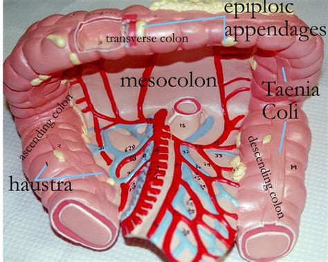 Mesocolon, Haustra, & Tenia Coli | Medical Anatomy