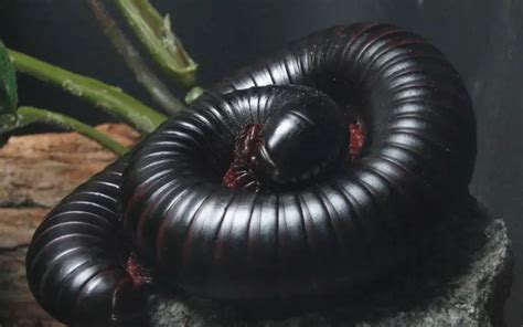 Millipede: History, Facts, Size, Habitat, Classification & Much More - Animals Name