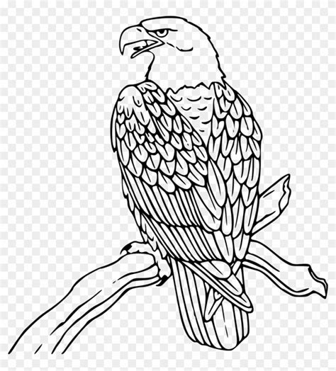 Bald Eagle - Line Drawing Of Eagle - Free Transparent PNG Clipart ...