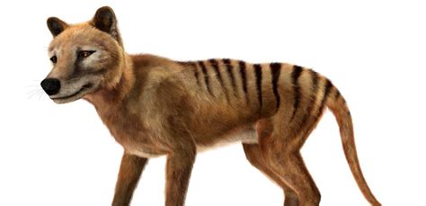 Tasmanian Tiger: Last known footage of a Thylacine | National Film and Sound Archive of Australia