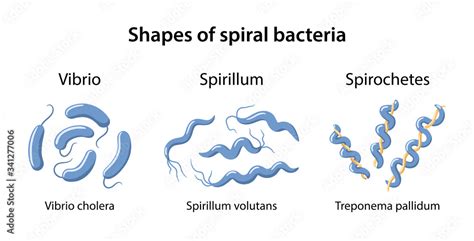 Types Of Spiral Bacteria