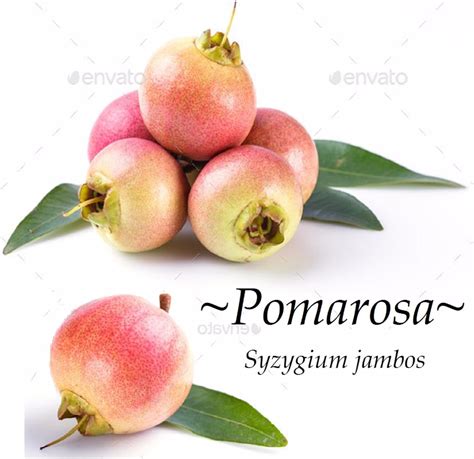 Amazon.com : ~POMA ROSA~ SACRED FRUIT TREE Syzygium Jambos ROSE APPLE Live Medium Potd Plant ...