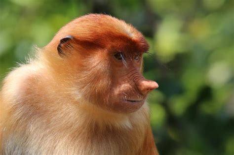 The female proboscis monkey is a bit similar to Donald Trump : r/Pareidolia