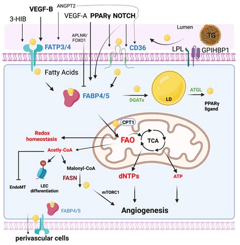 Endothelial Cell Metabolism | Encyclopedia MDPI