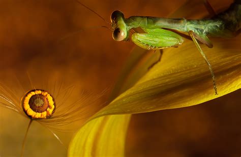 How to Get Maximum Depth of Field in a Single Macro Shot - PHOTONews ...