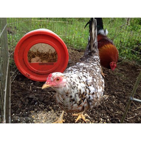 Hatching pheasant eggs... TRYING | BackYard Chickens - Learn How to ...