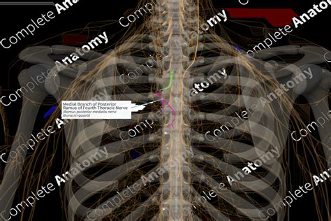 Medial Branch of Posterior Ramus of Fourth Thoracic Nerve (Right ...