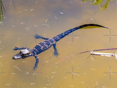 "Alligator baby swimming " by Zina Stromberg | Redbubble