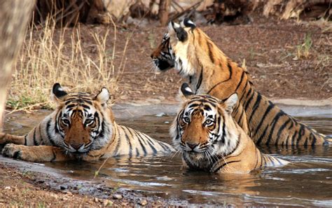 Indian National Park: Tiger Reserves