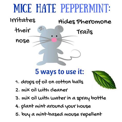 Does Peppermint Oil Repel Mice? Yes! 5 Ways to Get Rid of Mice – Every Home Remedy