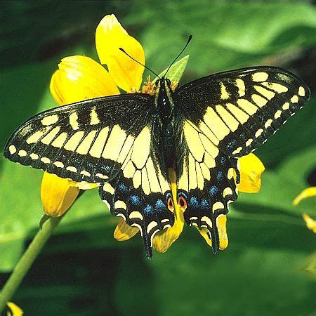 Identify 11 Popular Yellow Butterflies | Gardens With Wings