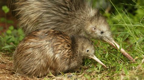 Conservation Group Sees Better Future for Two Kiwi Birds