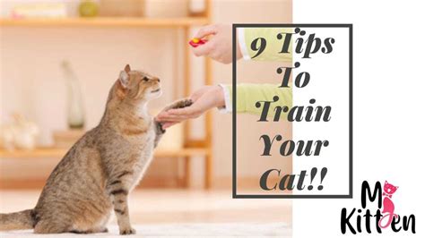 Yes, You Can Train Your Cat ! 9 Tips to Train Your Cat