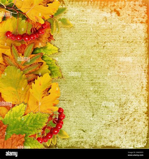 Vintage background with autumn leaves and berries Stock Photo - Alamy