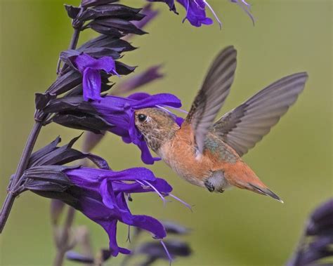 Meet The Allen’s Hummingbird (Facts & Photos)