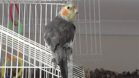 COCKATIEL TALKING - YouTube