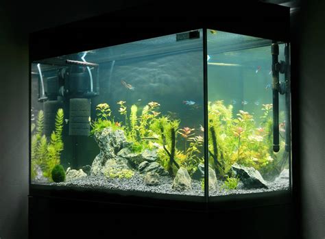 Aquarium Sponge Filter: The Top 6 Best Choices For Your Tank