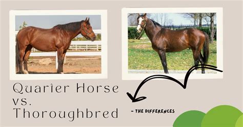 Quarter Horse vs. Thoroughbred - The Differences - The Horses Guide