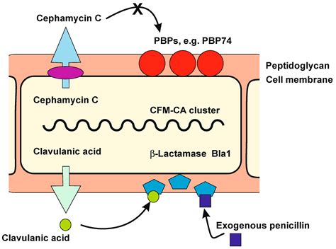 IJMS | Free Full-Text | Penicillin-Binding Proteins, β-Lactamases, and β-Lactamase Inhibitors in ...