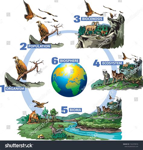 Illustration of the hierarchy of biological organization：超过 41 张免版税可许可的 ...