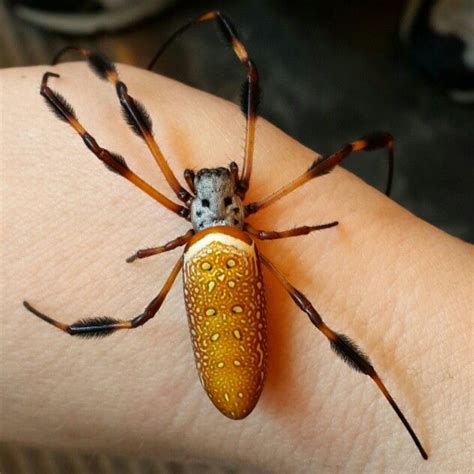 Banana Spider at Clermont FL. | Spider, Clermont, Insects