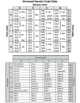 Trna Amino Acid Chart