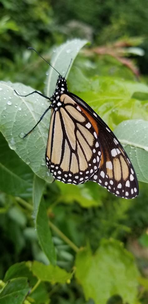 Pollinator Safe Pesticides 101 - Save Our Monarchs