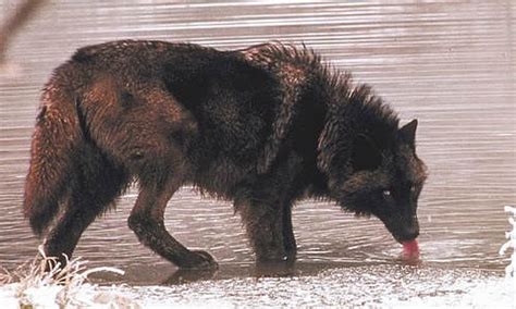 Tundra Wolf - Facts, Size, Diet & Habitat Information