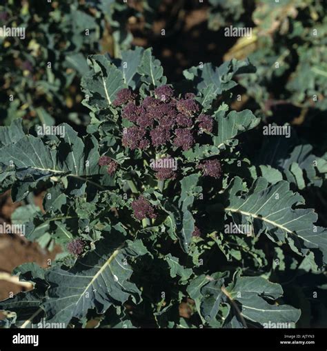 Purple sprouting broccoli mature spears before harvest Cornwall Stock ...