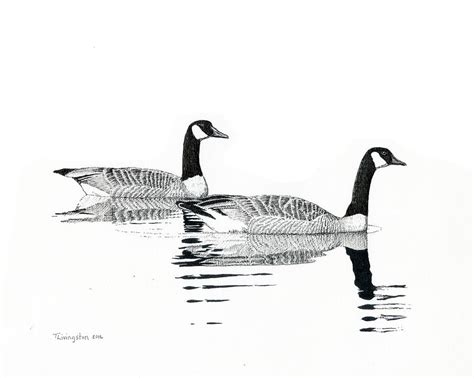 Canada Geese Drawing by Timothy Livingston | Fine Art America