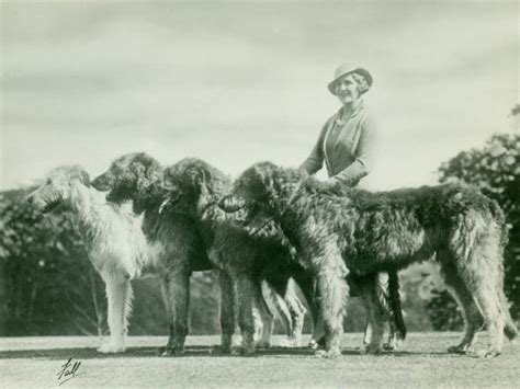 How to Tell the Difference Between the Scottish Deerhound & Irish ...