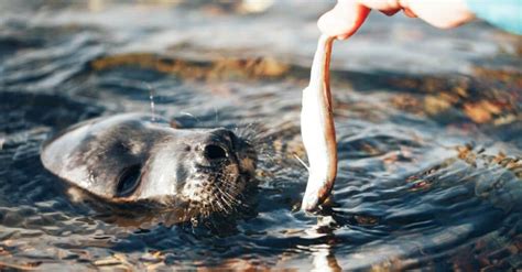 Harp Seal - A-Z Animals