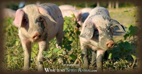 Pig Symbolism & Meaning | Spirit, Totem & Power Animal