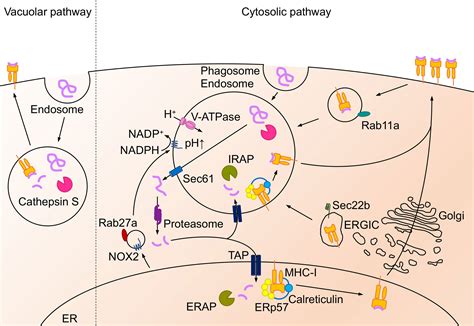 Frontiers | Antigen Presentation in the Lung