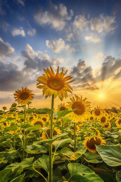 Lovely Sunflowers in Sunset Wallpaper | Shop High-Quality Wallpapers ...