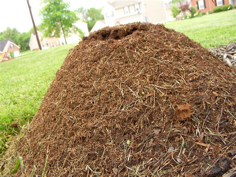 fire ants | This fire ant mound has slowly grown over the pa… | Flickr