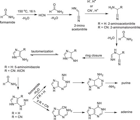 Proposed mechanism for the formation of purine and adenine through the... | Download Scientific ...