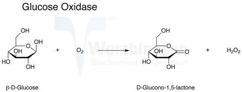 Glucose Oxidase Worthington Enzyme Manual | My XXX Hot Girl