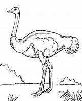 Ostrich Coloring Sheet sketch template