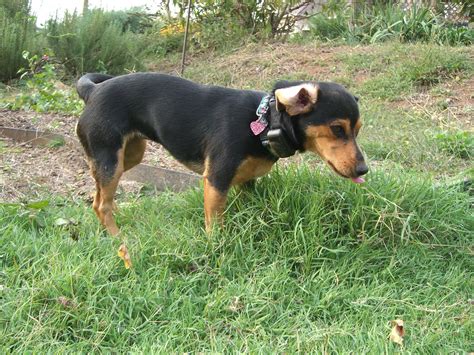 Tinker | Tinker is a Chiweenie, a cross between a chiahuahua… | Flickr