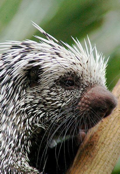 Cute Baby Porcupines