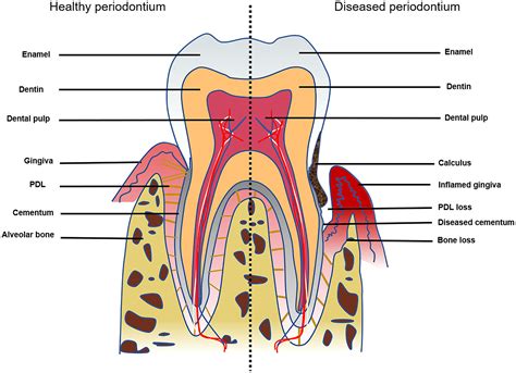 Concise Review: Periodontal Tissue Regeneration Using Stem Cells: Strategies and Translational ...