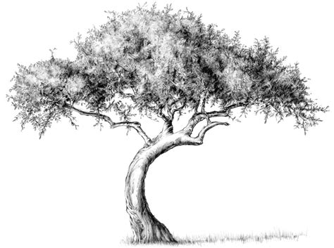 Drawing Lesson: Tree | The Scribbles Institute
