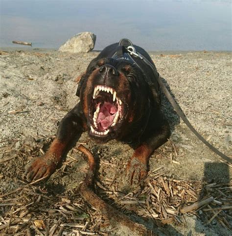 Scary Dog Pics : Barn Haunted Flickr | nawpic