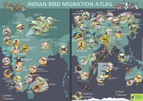 Migratory birds are rapidly losing their migratory quarters and wintering grounds in India ...