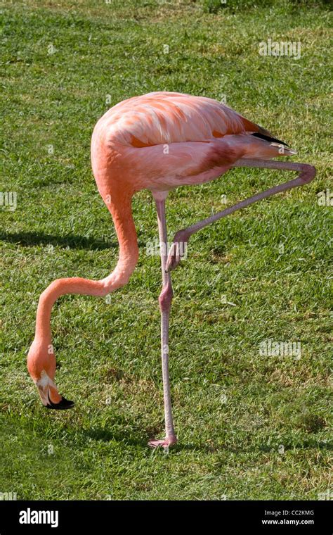 Orden de los ciconiiformes fotografías e imágenes de alta resolución ...